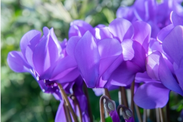 Cyclamen Dragon Variety Thumbnail.jpg